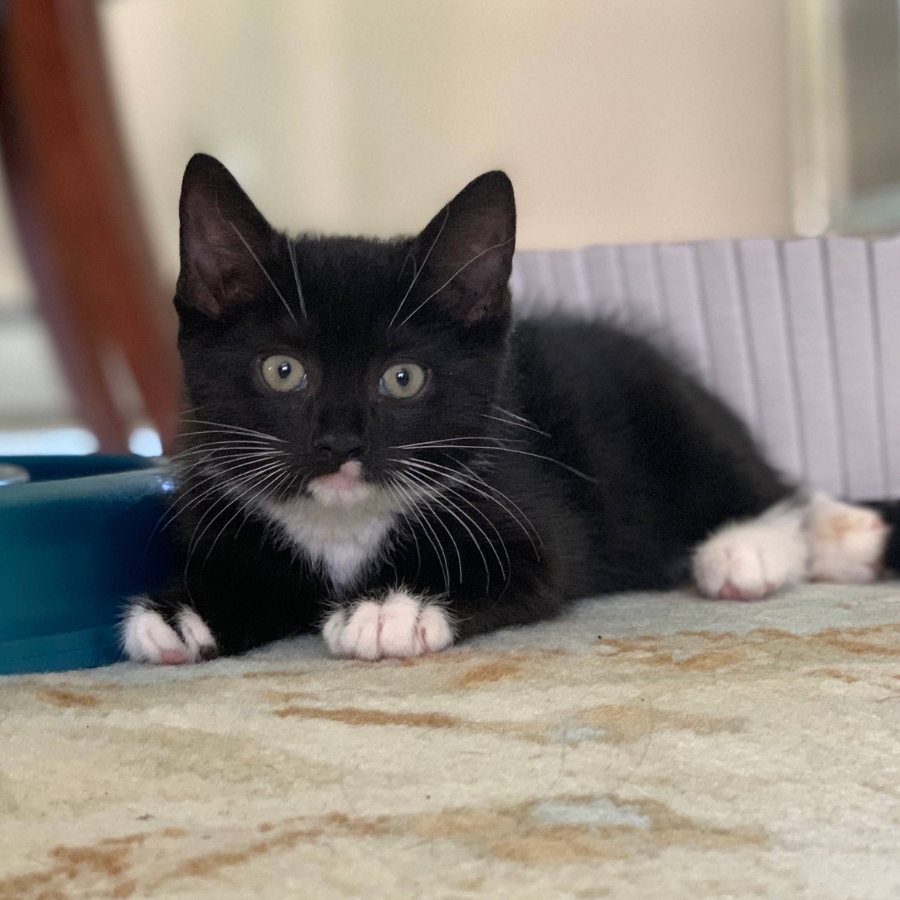 baby winnie